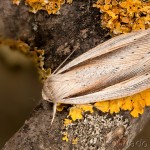 Senta flammea - Mora močarisková 20-18-11