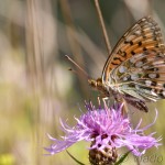 Speyeria aglaja - Perlovec veľký IMG_6868