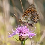 Speyeria aglaja - Perlovec veľký IMG_6869