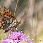 Speyeria aglaja - Perlovec veľký IMG_6870