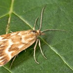 Synaphe moldavica - Vijačka moldavská 11-41-35