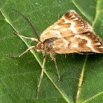 Synaphe moldavica - Vijačka moldavská 11-50-25