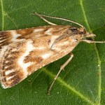 Synaphe moldavica - Vijačka moldavská 11-53-31