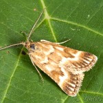Synaphe moldavica - Vijačka moldavská 11-55-51