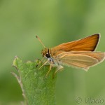 Thymelicus lineola - Súmračník čiarkový cf IMG_0049