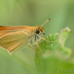Thymelicus lineola - Súmračník čiarkový cf IMG_0051
