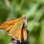 Thymelicus sylvestris -Súmračník metlicový IMG_1808