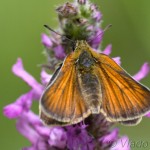 Thymelicus sylvestris -Súmračník metlicový IMG_1848