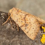 Tiliacea sulphurago - Mora javorová 17-54-56