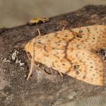 Tiliacea sulphurago - Mora javorová 17-56-57