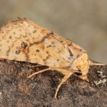 Tiliacea sulphurago - Mora javorová 17-58-32