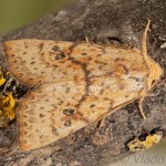 Tiliacea sulphurago - Mora javorová 18-00-07