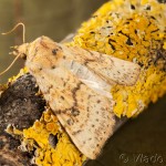 Tiliacea sulphurago - Mora javorová 18-38-33