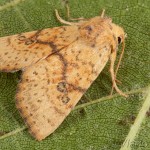 Tiliacea sulphurago - Mora javorová 19-39-17