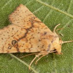 Tiliacea sulphurago - Mora javorová 19-42-16