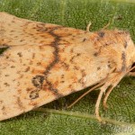 Tiliacea sulphurago - Mora javorová 19-43-52