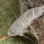 Yponomeuta malinellus - Priadzovec jabloňový 17-52-53