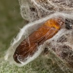 Yponomeuta malinellus - Priadzovec jabloňový 17-53-42