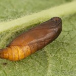 Yponomeuta malinellus - Priadzovec jabloňový 17-54-31