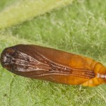 Yponomeuta malinellus - Priadzovec jabloňový 17-55-22