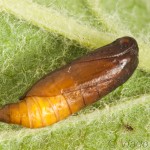 Yponomeuta malinellus - Priadzovec jabloňový 17-56-33