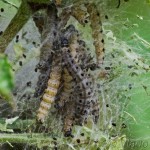 Yponomeuta malinellus - Priadzovec jabloňový IMG_1644_foc