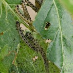 Yponomeuta malinellus - Priadzovec jabloňový IMG_1654_foc