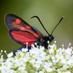 Zygaena angelicae - Vretienka ľadencová IMG_7578