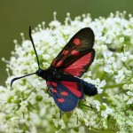 Zygaena angelicae - Vretienka ľadencová IMG_7581