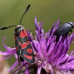 Zygaena carniolica - Vretienka vičencová IMG_2046