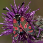 Zygaena carniolica - Vretienka vičencová IMG_2048