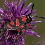 Zygaena carniolica - Vretienka vičencová IMG_2053