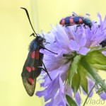Zygaena lonicerae - Vretienka päťbodá IMG_4873