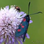 Zygaena lonicerae - Vretienka päťbodá IMG_4884